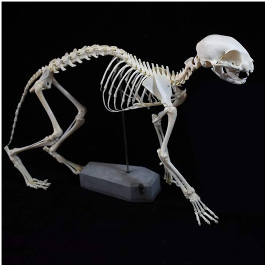 猫全身骨格模型 解剖学標本 W47×L23×H32cm 猫全身骨格模型 解剖学標本 W47×L23×H32cm - メルカリ